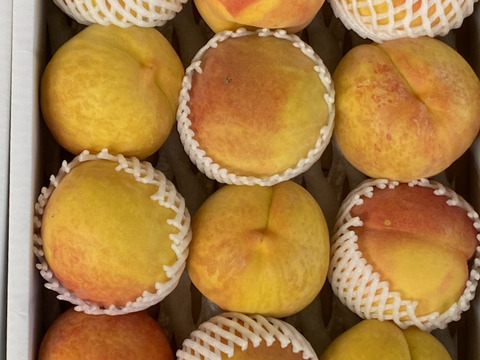 信州生まれのジューシーなワッサー！　
固い桃の好きな方、
やみつき間違いなしの味。
（12個　3.5Kg）
(近距離、カード限定）