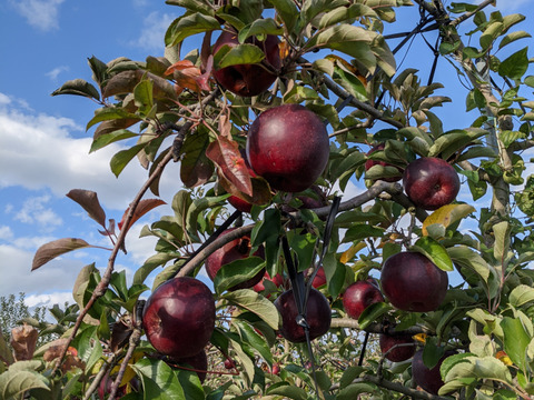 甘み濃厚！秋の信州りんご「あきばえ」りんごのジュースたっぷり３本セット