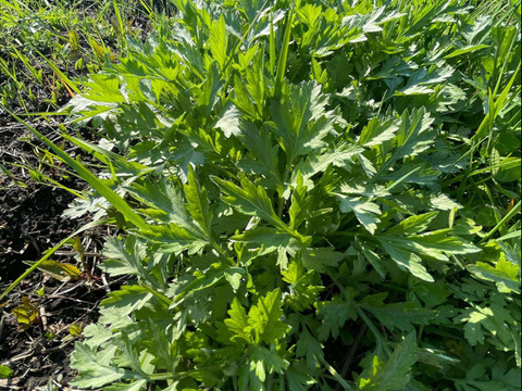 【北海道産】よもぎ生葉 100g（自然栽培）