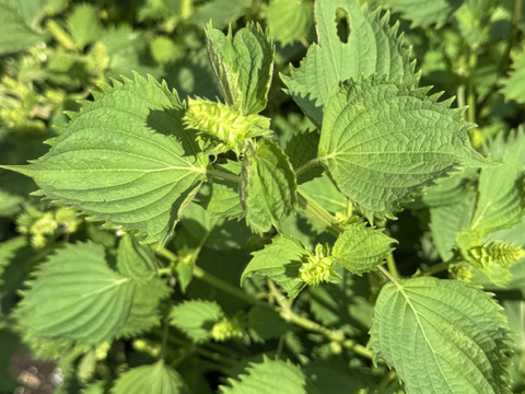 【季節限定】　青紫蘇付きの穂紫蘇100gと季節の野菜セット　農薬不使用　自然農法栽培