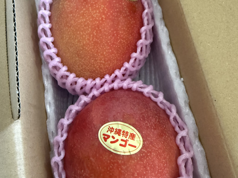 沖縄・宜野座育ちのマンゴー【良品・ご自宅用白箱入り、約1kg】クール発送