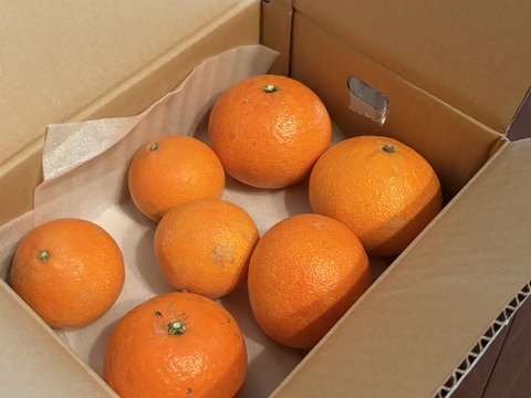 まるで天然ゼリー！まどんな（ご家庭用・2㎏）※１２月上旬発送