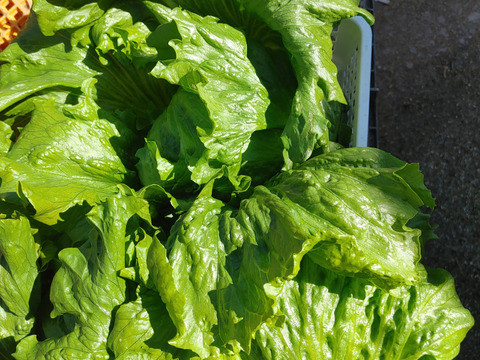 淡路島産野菜10キロ箱 淡路島，野菜セット(風袋込みの10キロ箱)：兵庫県産の野菜セット