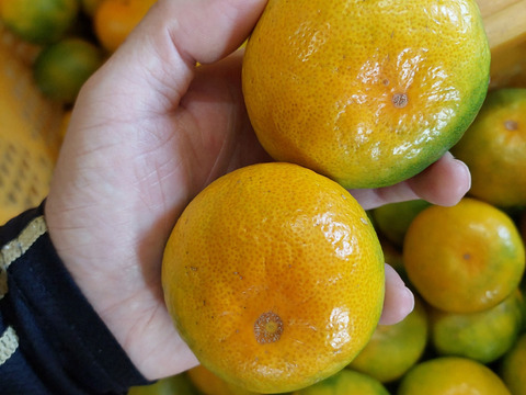 有田みかん【ゆら早生】中玉サイズ　5kg（箱込）