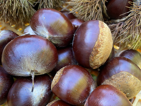 無農薬 　生栗 　利平栗 利平 栗 今季終了☆ありがとうございました！【希少品種】幻の利平栗！ L