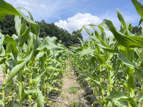 2025年【9月】発送　生も旨い！サニーショコラ【規格外】