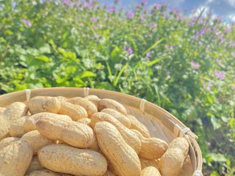 大粒落花生（生） おおまさりネオ（1.0kg）