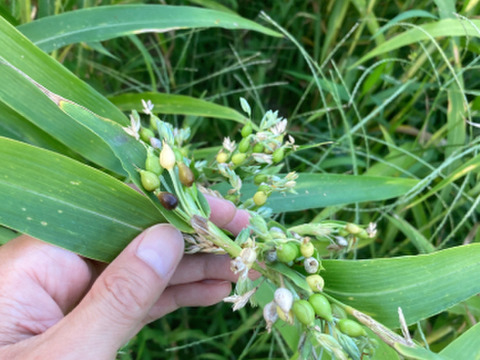 子供から大人、全ての生き物に安心を…自然栽培天日干しひきわりハトムギ【２００ｇ】