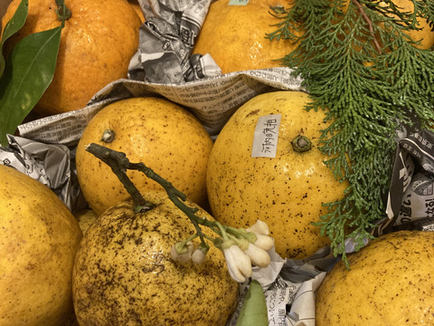 【送料込】 箱込み4kg 河内晩柑（ジューシーオレンジ）栽培期間中に農薬 果物