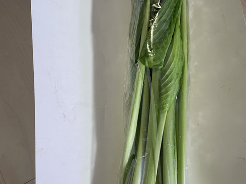 今が旬★山菜！秋田県鹿角市産のうるい3kg