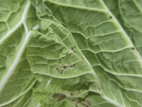 【少量内容量】自然栽培大根×白菜×ネギ(堆肥、農薬、肥料一切無し)