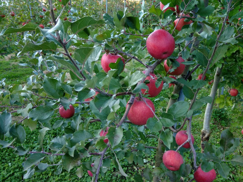 【信州飯綱産サンふじ】絶妙な甘みと酸味のリンゴ（5kg）