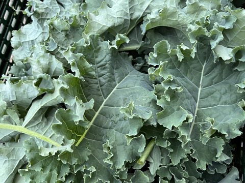 【カーリーケール＋花ズッキーニ】