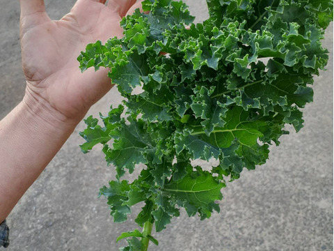 生で食べられる柔らかケール｜苦味ひかえめ・サラダ向き（カリーノケール）｜1㎏＋初回ご注文者限定増量100g