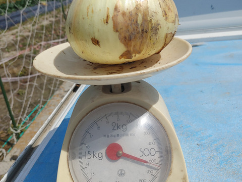 大好評，地層が違う淡路島、大玉新玉ねぎスーパー春一番１０キロ(風袋込み)