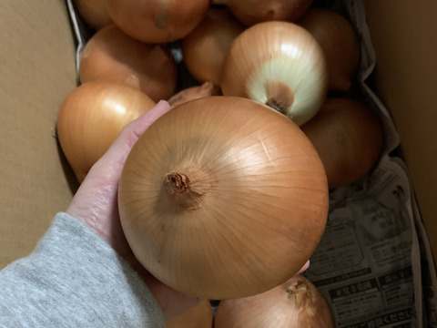 大好評，地層が違う淡路島、大玉ターザン(風袋込み5キロ)