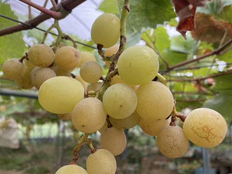 1キロ　農薬不使用・無施肥シャインマスカット(タネなし肥大処理なし)