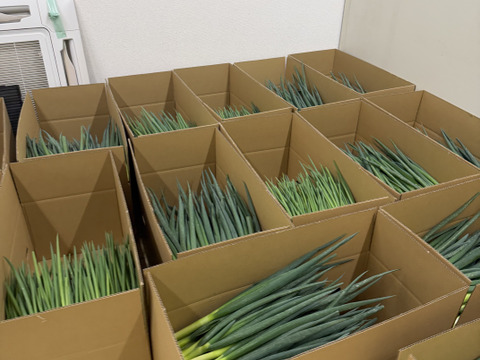 採れたて直送！西三河産の青ネギ5kg　使いきりサイズ　香り・食感に自信あり