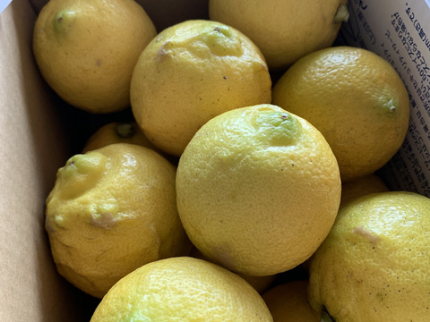 自然農法♪　体が喜ぶ SUN2 レモン（農薬・肥料不使用）　1ｋｇ