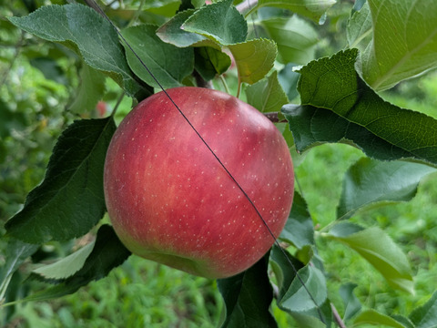 甘さが際立つつがる（自家用）3㎏