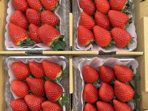 三重県オリジナルいちご【うた乃】1箱1kg~1.2kg4パック入