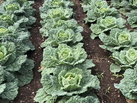 絶品　サボイキャベツ　約1㎏/個　　農薬・化学肥料・除草剤不使用　有機肥料使用