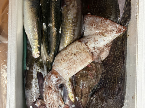 【知床らうす直送】梅コース5kg詰 (未利用魚ボックス 低利用魚も入ります) 海鮮セット 鮮魚ボックス 海鮮ボックス