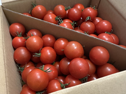 定期便10％増量：トマ糖※糖度９度以上※おいし～甘～いフルティカ※1.1ｋｇ