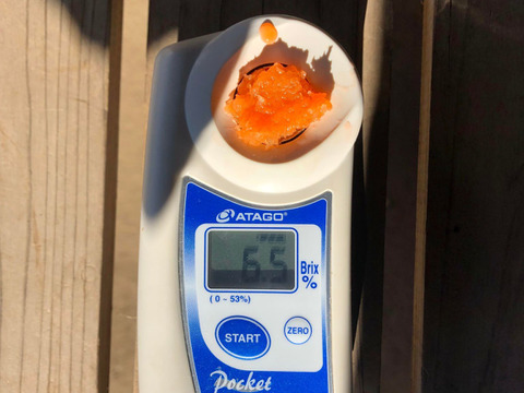 富士山の麓で栽培しているため、葉っぱつきは霜が降りるまでの期間限定】すっきりした甘さで、シンプルな料理でとても美味しい人参！自然栽培　黒田五寸人参3kg 葉っぱつき！