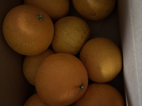 箱込約5㌔　濃い濃い薄皮みかん（Lサイズ）