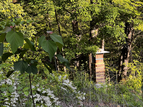 野生日本蜜蜂の発酵蜜【非加熱の生はちみつ】110g 1瓶