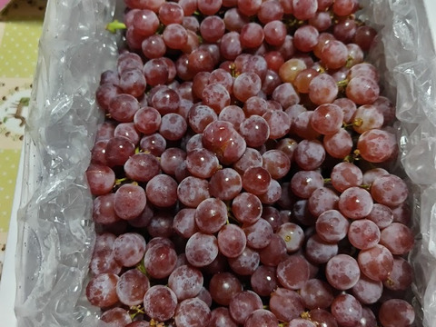 【朝どれ】予約開始！！ご家庭用に★訳あり完熟ぶどうデラウェア、ジャム・スムージーなどにも❗