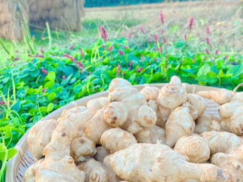 おおふくの菊芋10キロ〜生でシャキシャキ加熱でほくほく〜京都府産農薬不使用有機肥料栽培