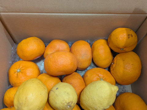 箱込約4㌔　甘平　愛媛県鉄板アイテム