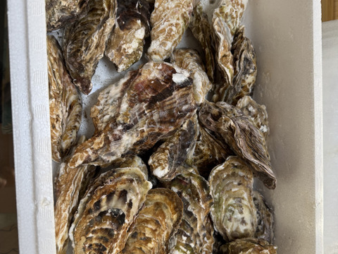 【期間限定10％値引き販売中】🦪 生食用４ｋｇ 殻付き 牡蠣 （28〜55粒）【要説明確認】牡蛎 殻付き牡蛎 kaki カキ 松島牡蠣屋 BBQに最適🔥 😋生牡蠣