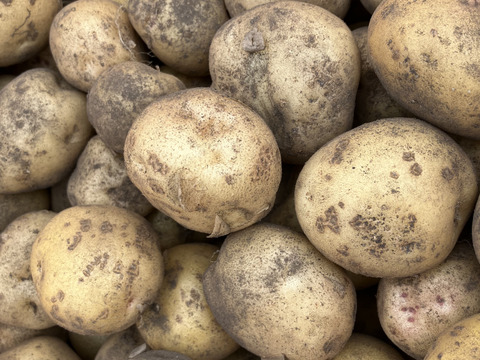 北海道産‼️農薬化学肥料不使用🎃🥔🧅旬の3点セット‼️くりりん南瓜＋新物玉ねぎ＋新じゃが＝約10㎏☺