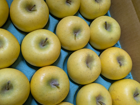 『ふじ』＆『ぐんま名月』食べ比べ小玉8キロ🍎🍏(42～48玉)