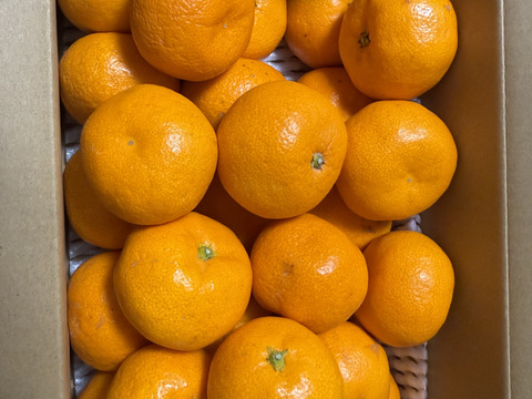 山下農園　『完熟蔵出しみかん』約2kg SS~Lサイズ