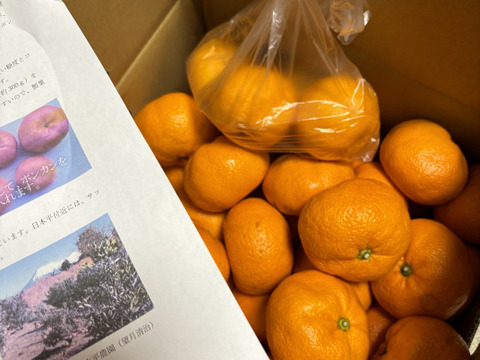 富士山が見える日当たりの畑で育った　特大サイズの青島みかん　
９ｋｇ（品質保証分、おまけのレモンを加え、１０ｋｇでお届けします。）