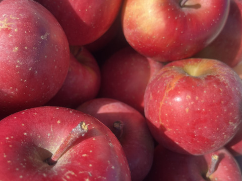 小傷 小玉 サンふじ 5キロ箱 20～25玉　長野県産