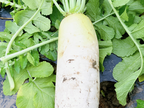 25日発送‼️‼️新鮮お野菜セット‼️どどーんと120サイズでお届け‼️