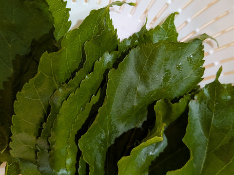 桑の葉🌿30枚🌿桑の葉 生葉🌿特有成分DNJ（1-デオキシノジリマイシン）が食事の糖質分解を抑え食後の血糖値上昇を抑える効果☆採れたてをお届け☆ゆうパック