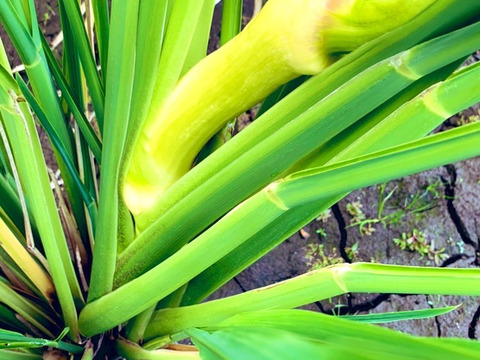 【完全自然栽培】のマコモダケ