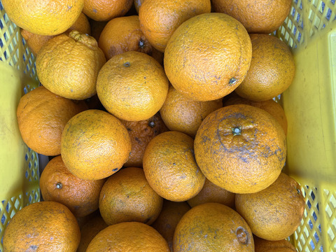 お徳用不知火Ｂ品9.5kg（約22～40玉）🍊 見た目の良く無いものになります