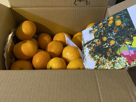 【朝市限定】S～Mサイズ混合2kg とみ子ばぁばの有田みかん　糖度13度以上＜有田産>