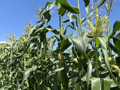 朝穫れ！プリあま大粒とうもろこし【農薬化学肥料不使用】2キロ6本