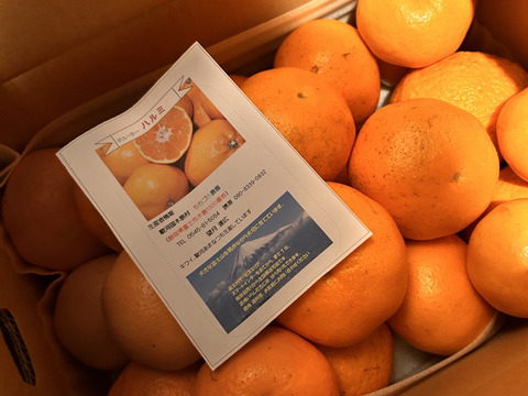 じゅ～し～ハルミみかん（中玉ミックス）５K箱