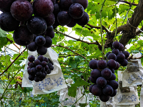 全国 送料無料！種無し皮ごと食べれる糖度16度〜20度以上『シャインマスカット・ニューピオーネ』800g以上2房セット箱入り