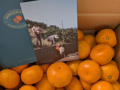 愛媛みかんの老舗厳選【小玉】『濃厚な旨みがギュッと凝縮』みかん 3.5kg 愛媛県川上産