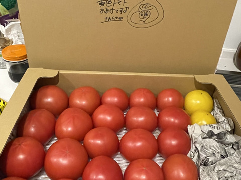 【旨トマト3kg】お買い得☆ジューシーで旨味あるトマト！サラダやパスタにも！（３０～４５玉）